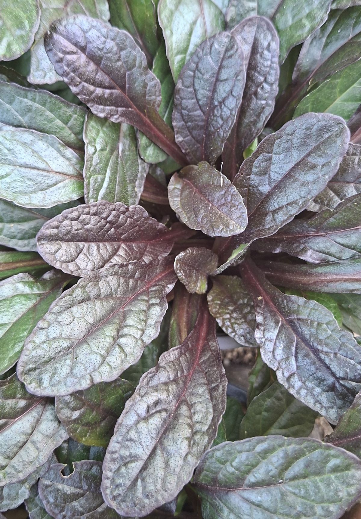 Ajuga reptans Midnight Mystery (2) Rozete de Ajuga reptans Mignight Mystery cu frunziş de vară, închis la culoare