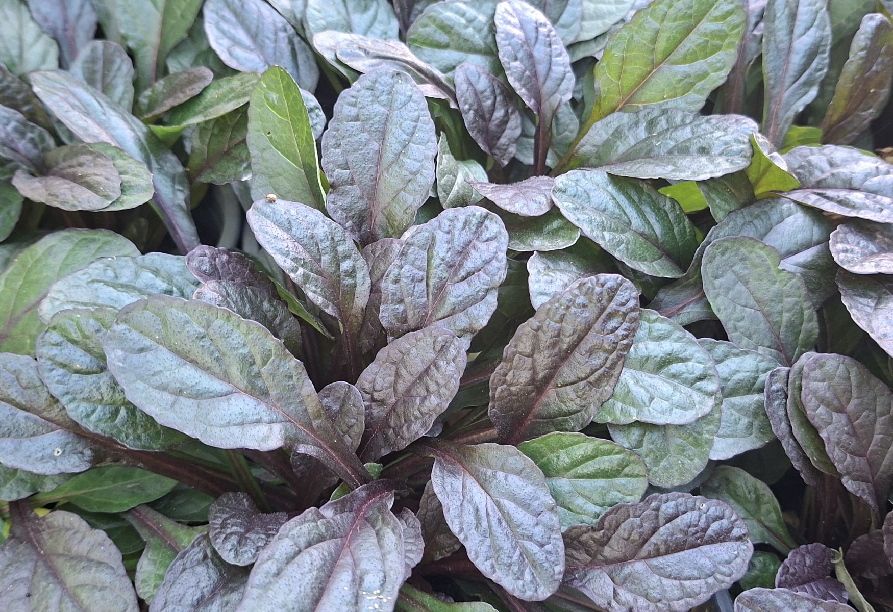 Ajuga reptans Midnight Mystery (3) Ajuga reptans Midnight Mystery – tufă compactă cu frunze închise