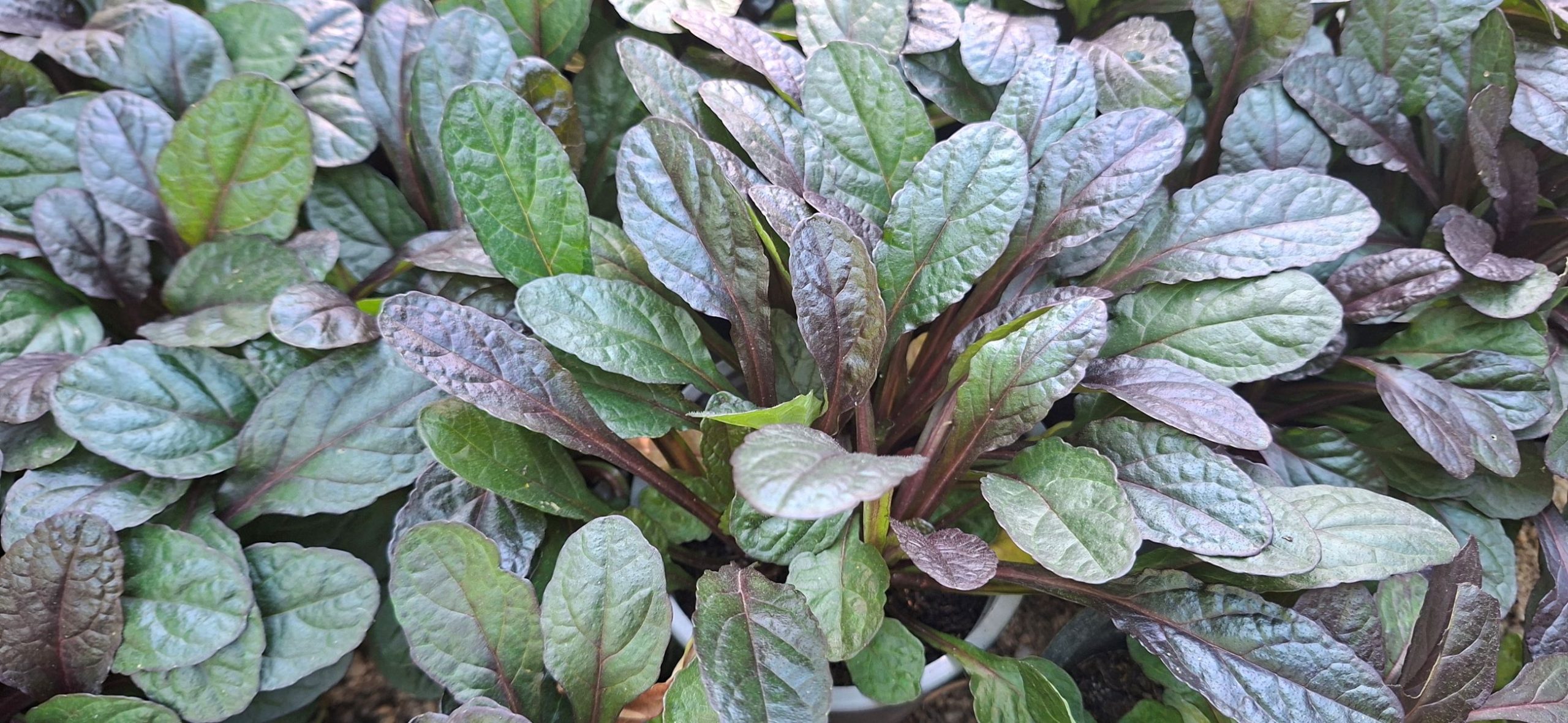 Ajuga reptans Midnight Mystery (4) Tufe de Ajuga reptans Midnight Mystery cu frunziș închis la culoare