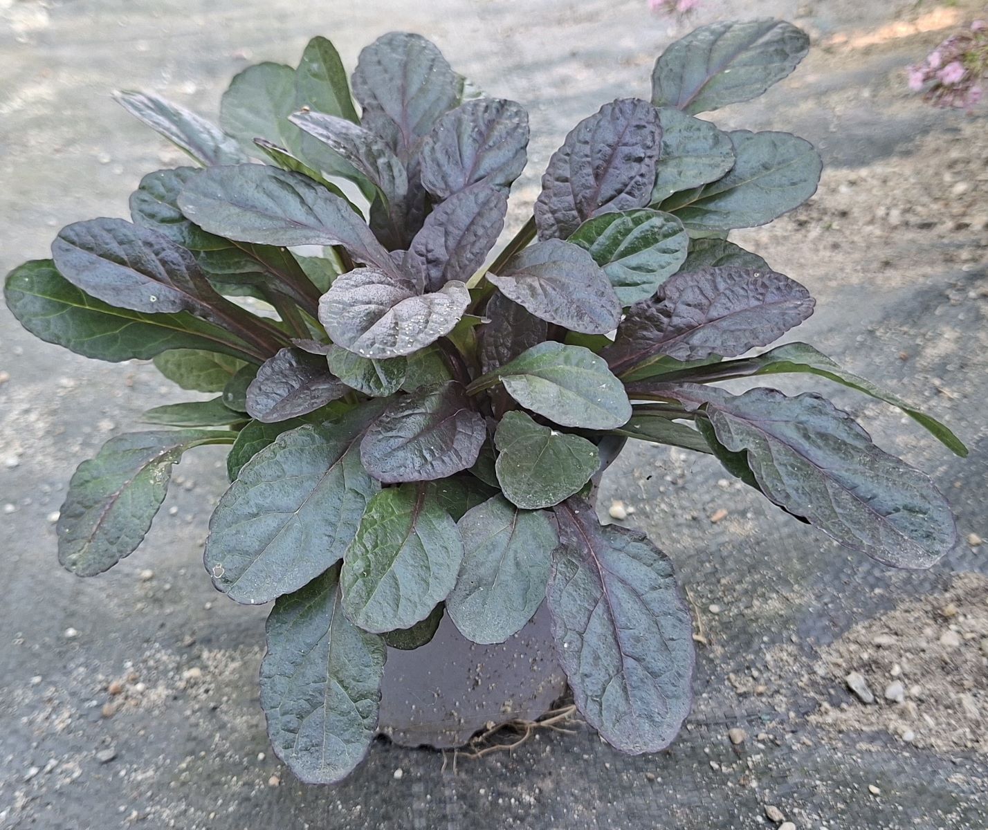 Ajuga reptans Midnight Mystery (5) Ajuga reptans Midnight Mystery în ghiveci de 11 cm