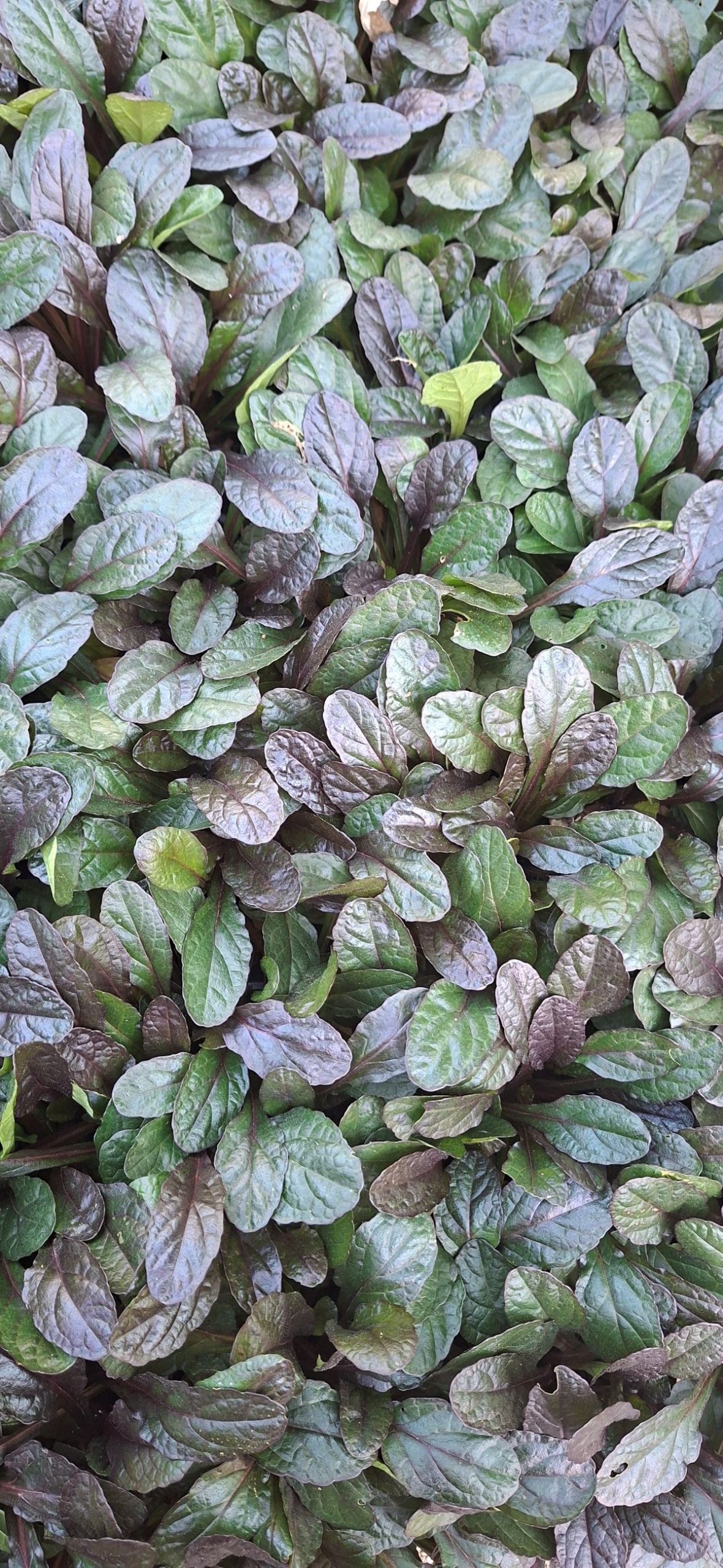 Ajuga reptans Midnight Mystery (7) Covor dens, de culoare verde-violet închis, de Ajuga reptans Midnight Mystery