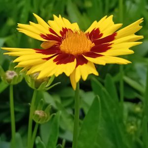 Profil de floare de Coreopsis grandiflora Sunkiss Yellow Red, cu petale zimţate galben strălucitor, un inel roşu mahon şi centrul galben