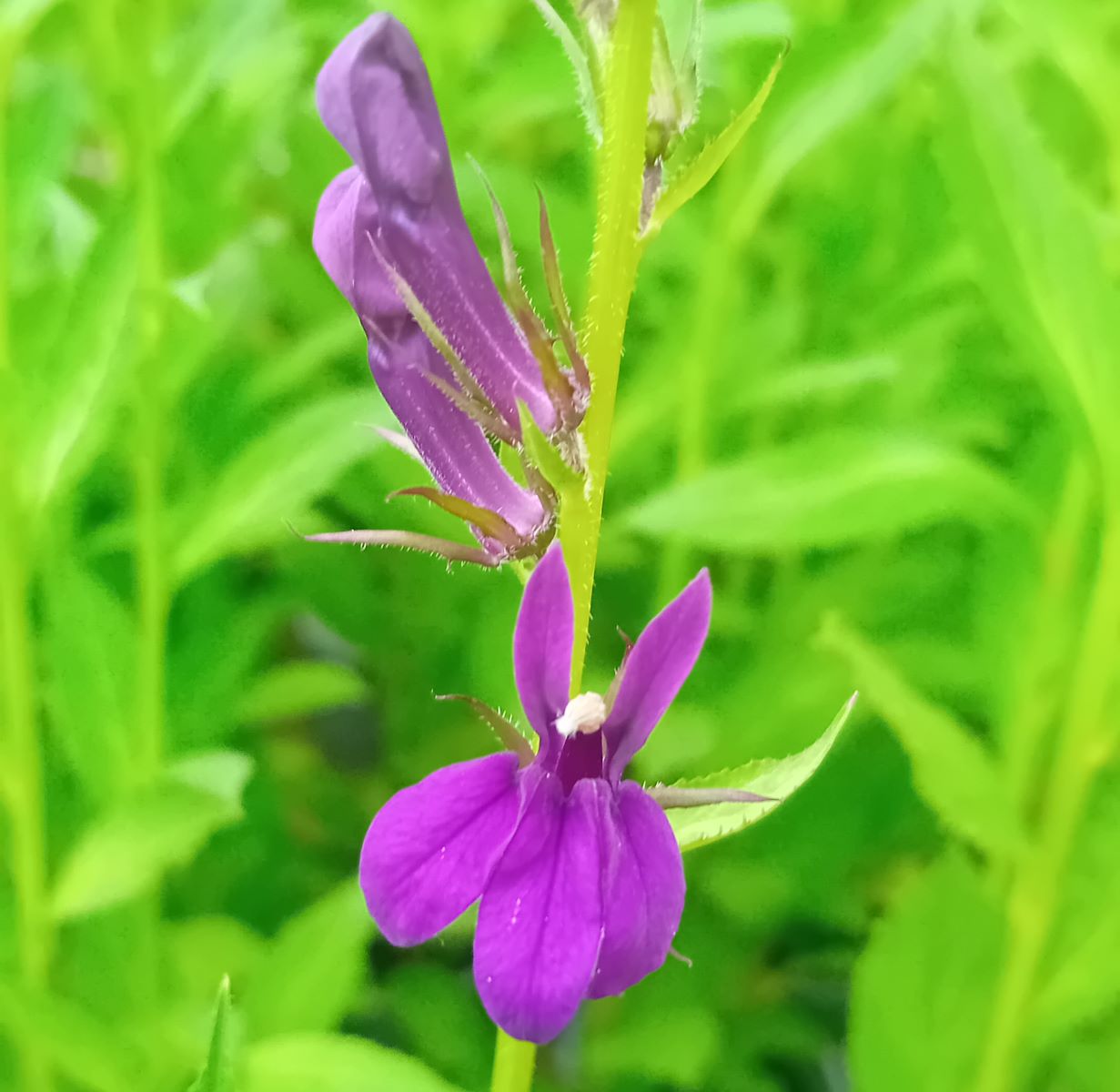 Lobelia speciosa Starship Blue (11) Vârf de tijă florală de Lobelia speciosa Starship Blue, cu floare deschisă albastru-violacee, cu 3 petale inferioare şi 2 superioare