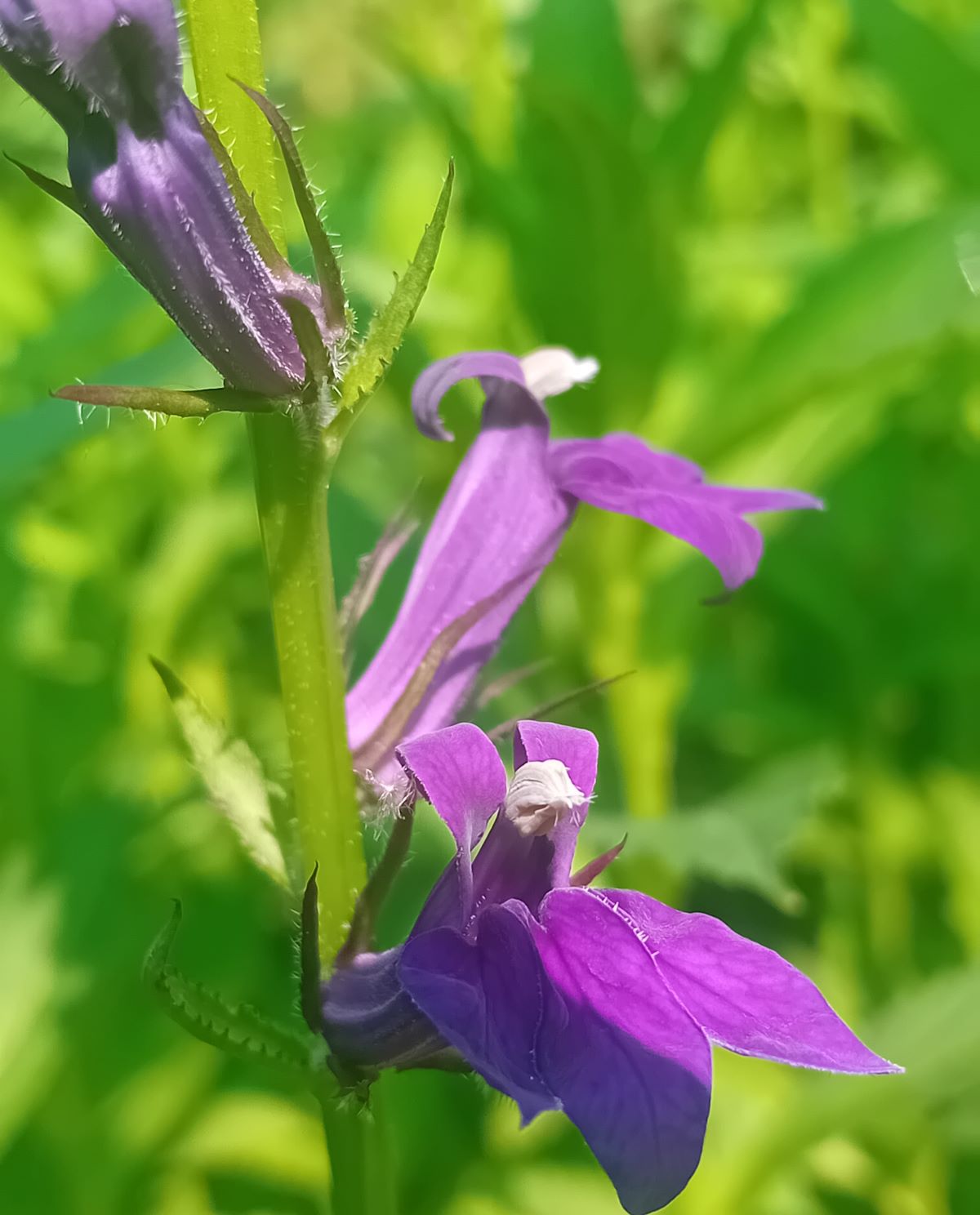 Lobelia speciosa Starship Blue (2) floare de Lobelia speciosa Starship Blue