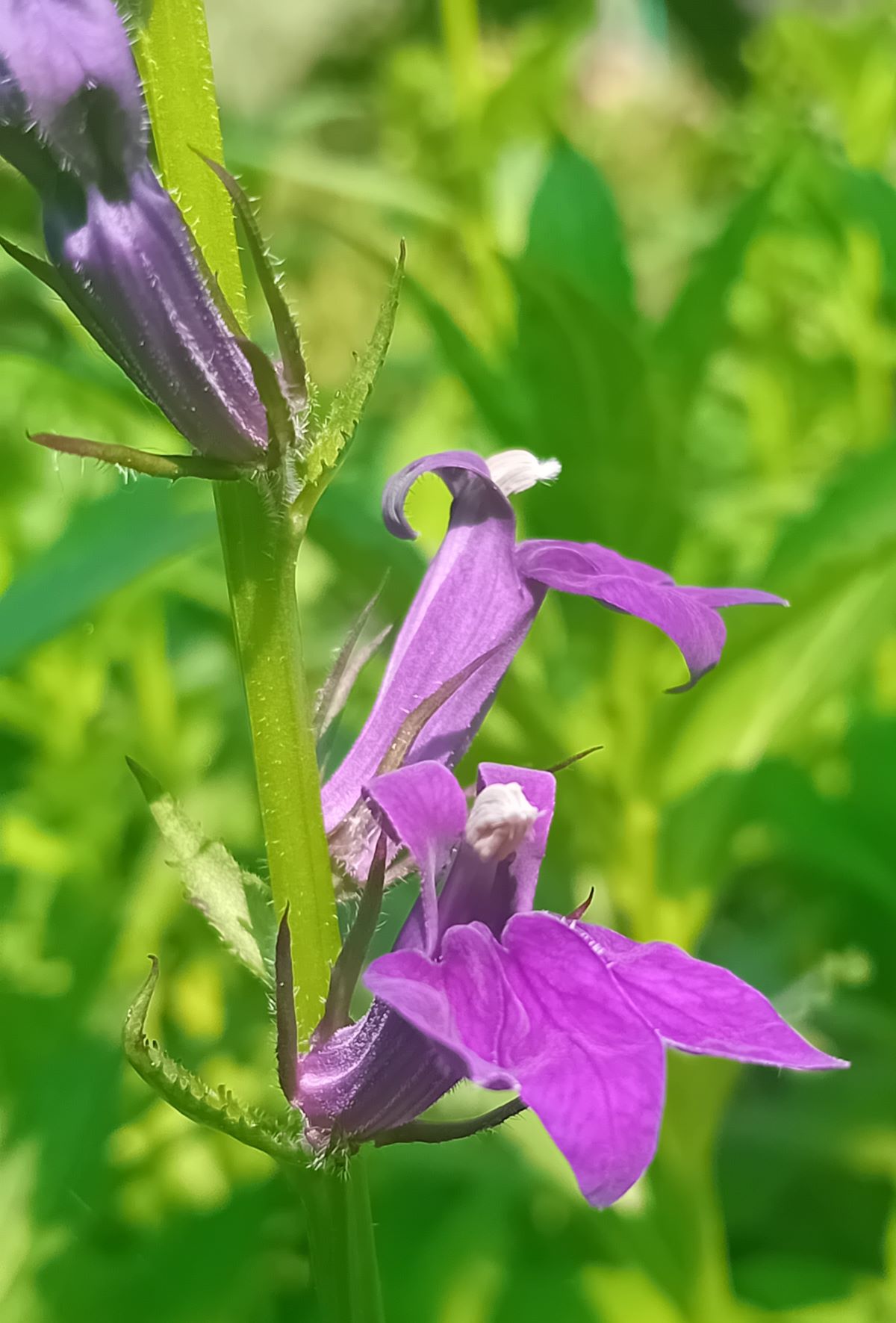 Lobelia speciosa Starship Blue (3) Floare albastru-violacee şi antere albe de Lobelia speciosa Starship Blue