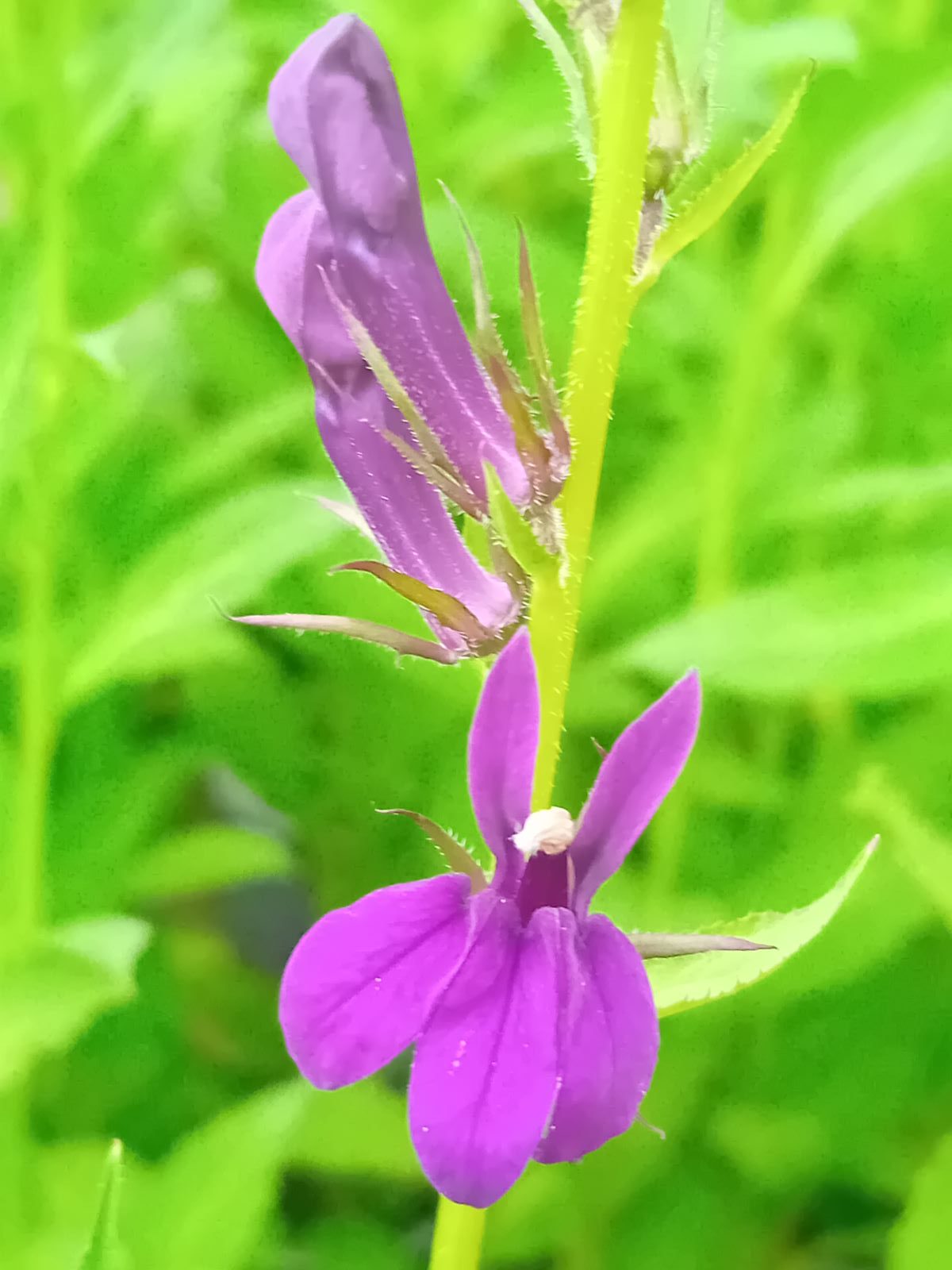 Lobelia speciosa Starship Blue (8) Floare albastru-violacee şi antere albe de Lobelia speciosa Starship Blue