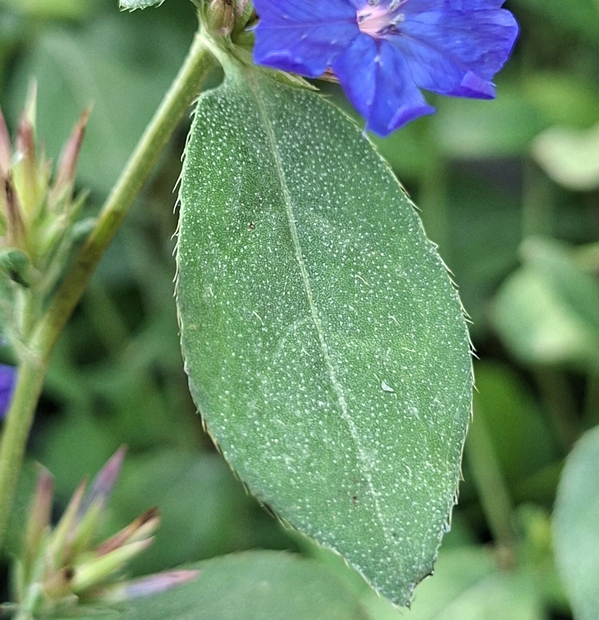 Ceratostigma plumbaginoides (1) Detaliu frunză rugoasă de Ceratostigma plumbaginoides