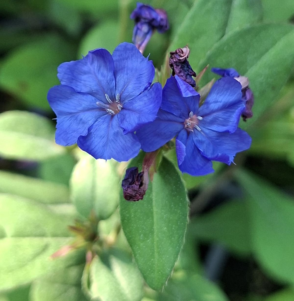 Ceratostigma plumbaginoides (10) Detaliu al florilor albastre de Ceratostigma plumbaginoides