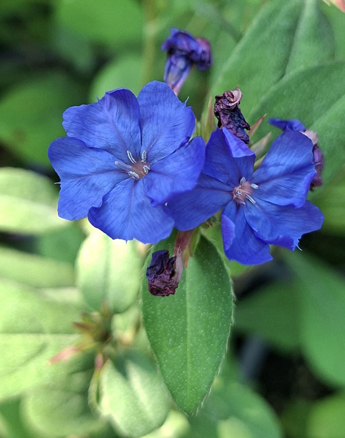 Ceratostigma plumbaginoides (11) Flori albastru genţian de Ceratostigma plumbaginoides