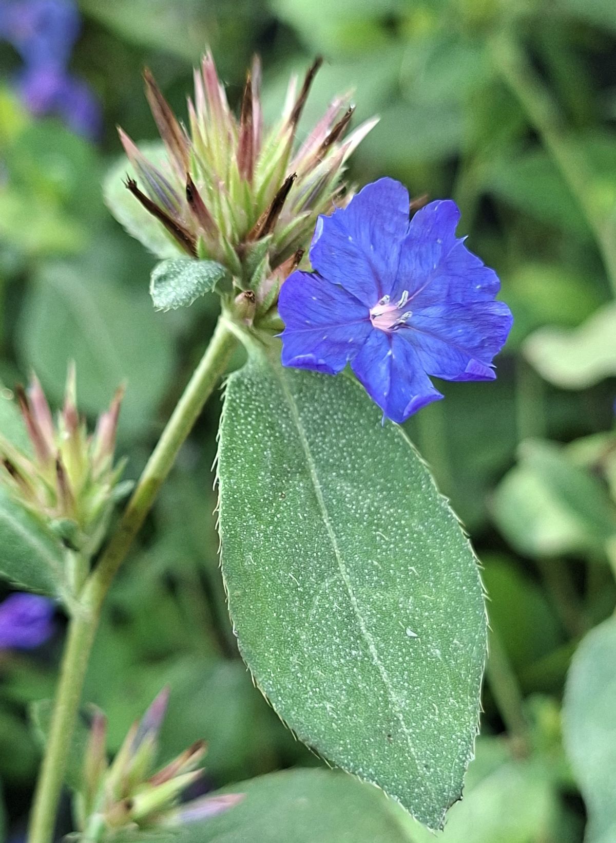Ceratostigma plumbaginoides (12) Inflorescenţă cu flori albastru intens şi boboci roşietici de Ceratostigma plumbaginoides