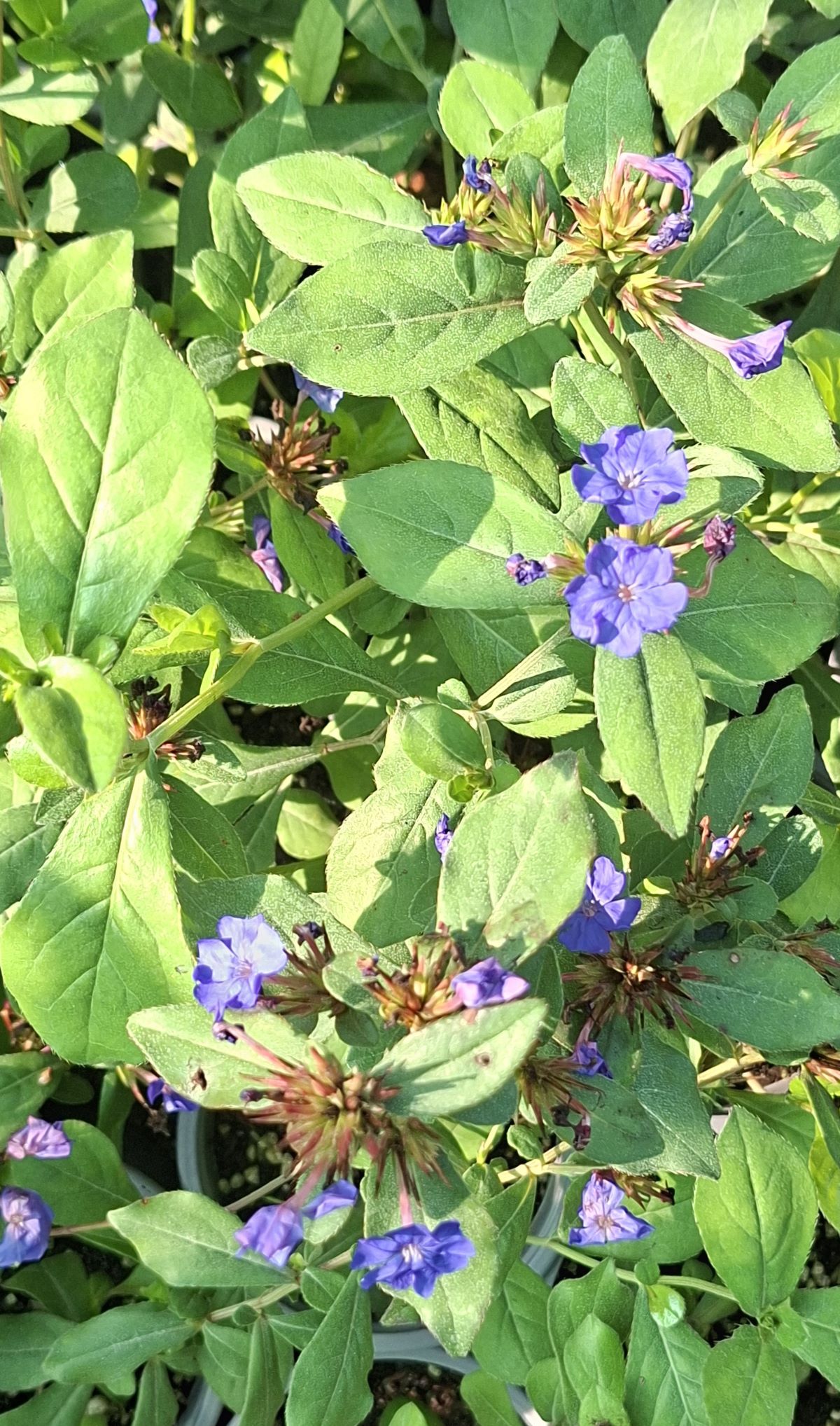 Ceratostigma plumbaginoides (2) Ceratostigma plumbaginoides utilizată ca plantă pentru acoperirea solului