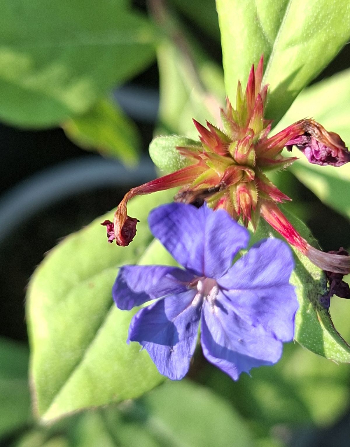 Ceratostigma plumbaginoides (3) Boboci roşietici de Ceratostigma plumbaginoides