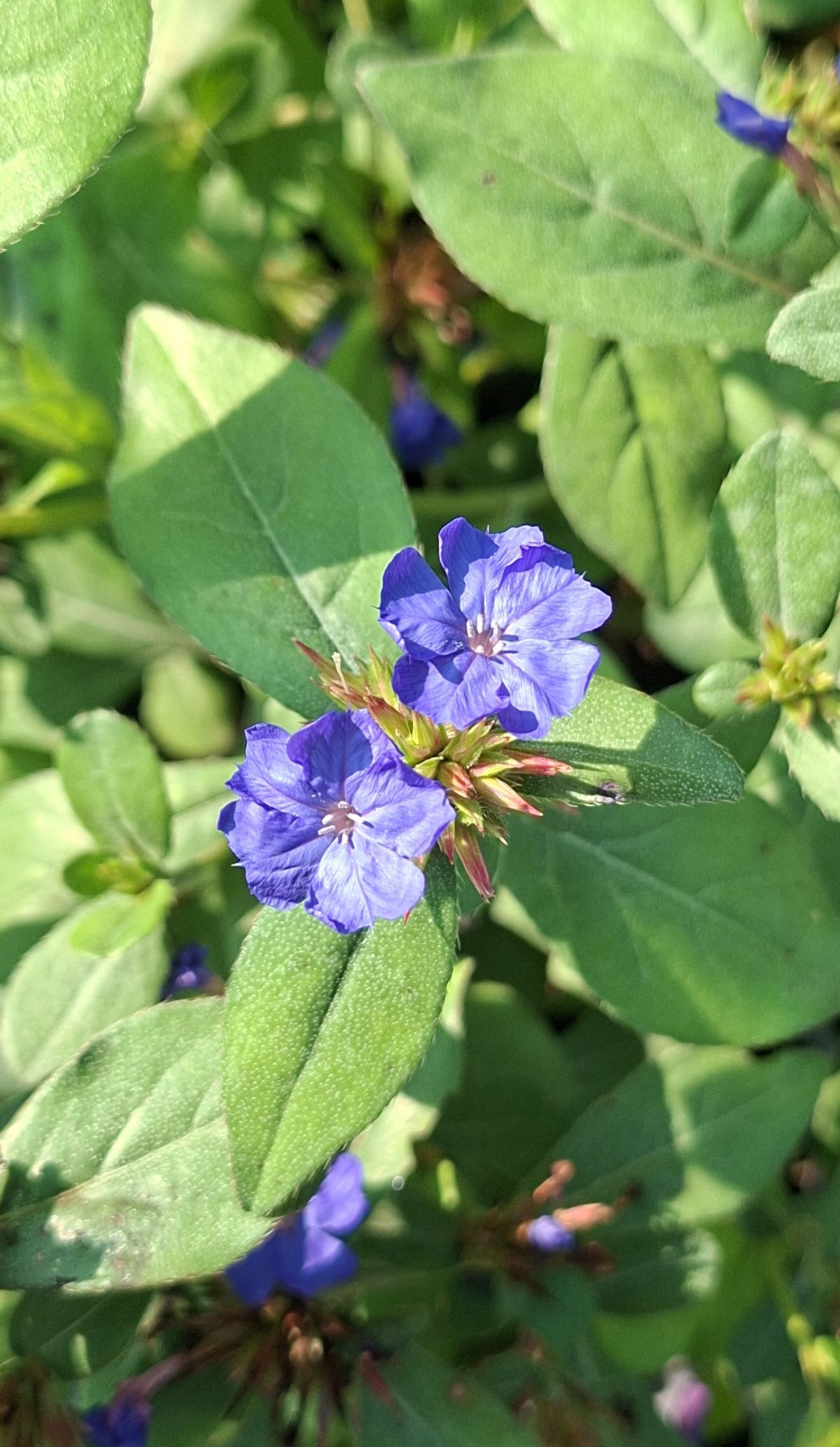 Ceratostigma plumbaginoides (4) Flori albastru intens pe fundalul verde al frunzelor de Ceratostigma plumbaginoides