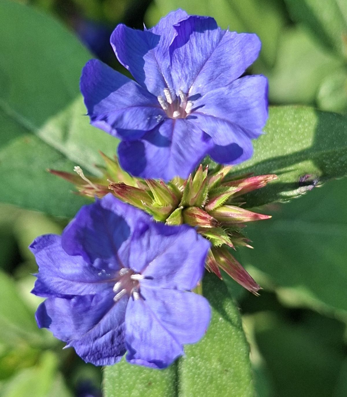 Ceratostigma plumbaginoides (5) Detaliu flori albastru genţian şi boboci roşietici de Ceratostigma plumbaginoides