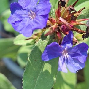 Ceratostigma plumbaginoides înflorită cu flori albastru-gentian intens