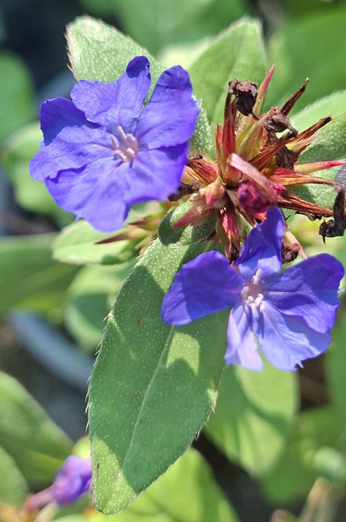 Ceratostigma plumbaginoides (6) Ceratostigma plumbaginoides înflorită cu flori albastru-gentian intens