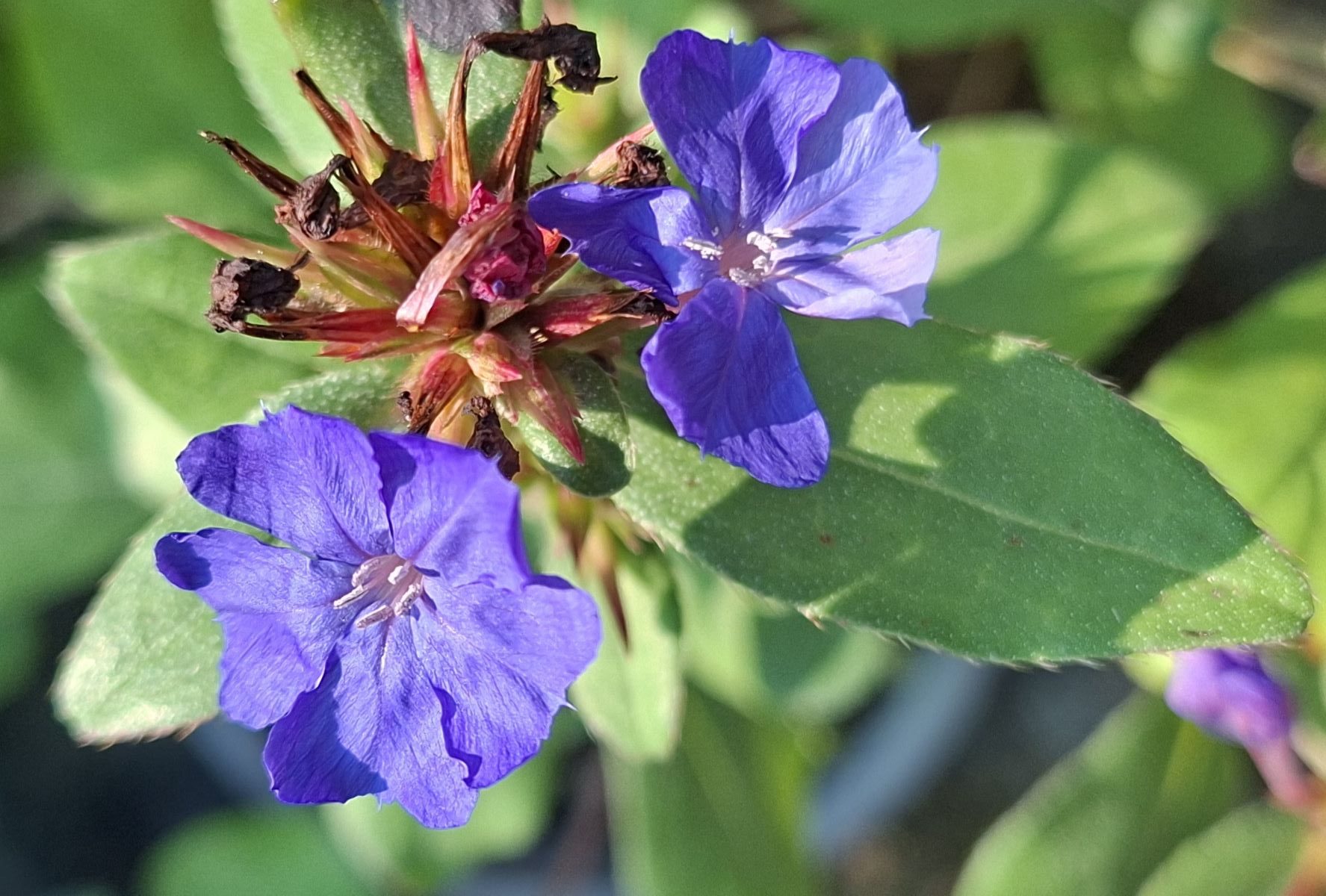 Ceratostigma plumbaginoides (7) Flori albastre de Ceratostigma plumbaginoides în perioada de înflorire