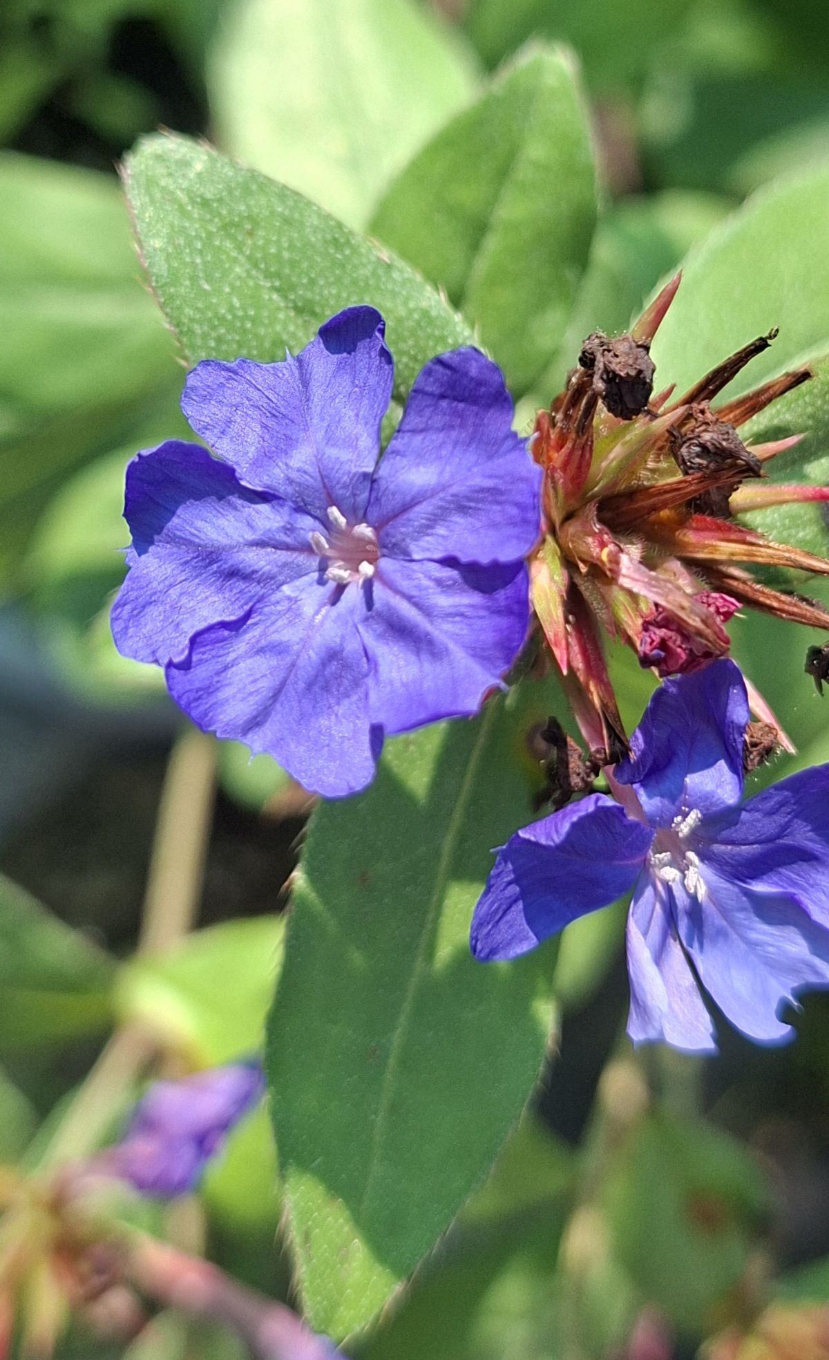 Ceratostigma plumbaginoides (8) Inflorescențe de Ceratostigma plumbaginoides în prim-plan