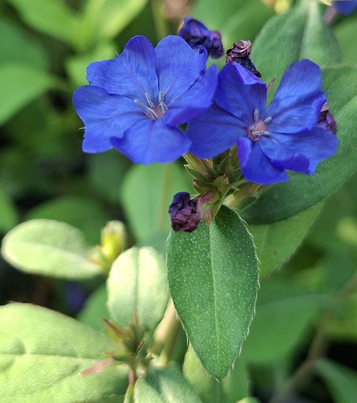Ceratostigma plumbaginoides (9) Ceratostigma plumbaginoides cu flori albastre și frunziș verde dens