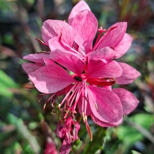 Gaura lindheimeri Graceful Pink – flori roz delicate