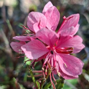 Detaliu floare roz de Gaura lindheimeri Graceful Pink