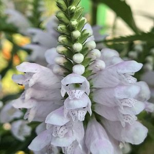 Spic floral cu flori deschise roz pal şi boboci de Physostegia virginiana Rose