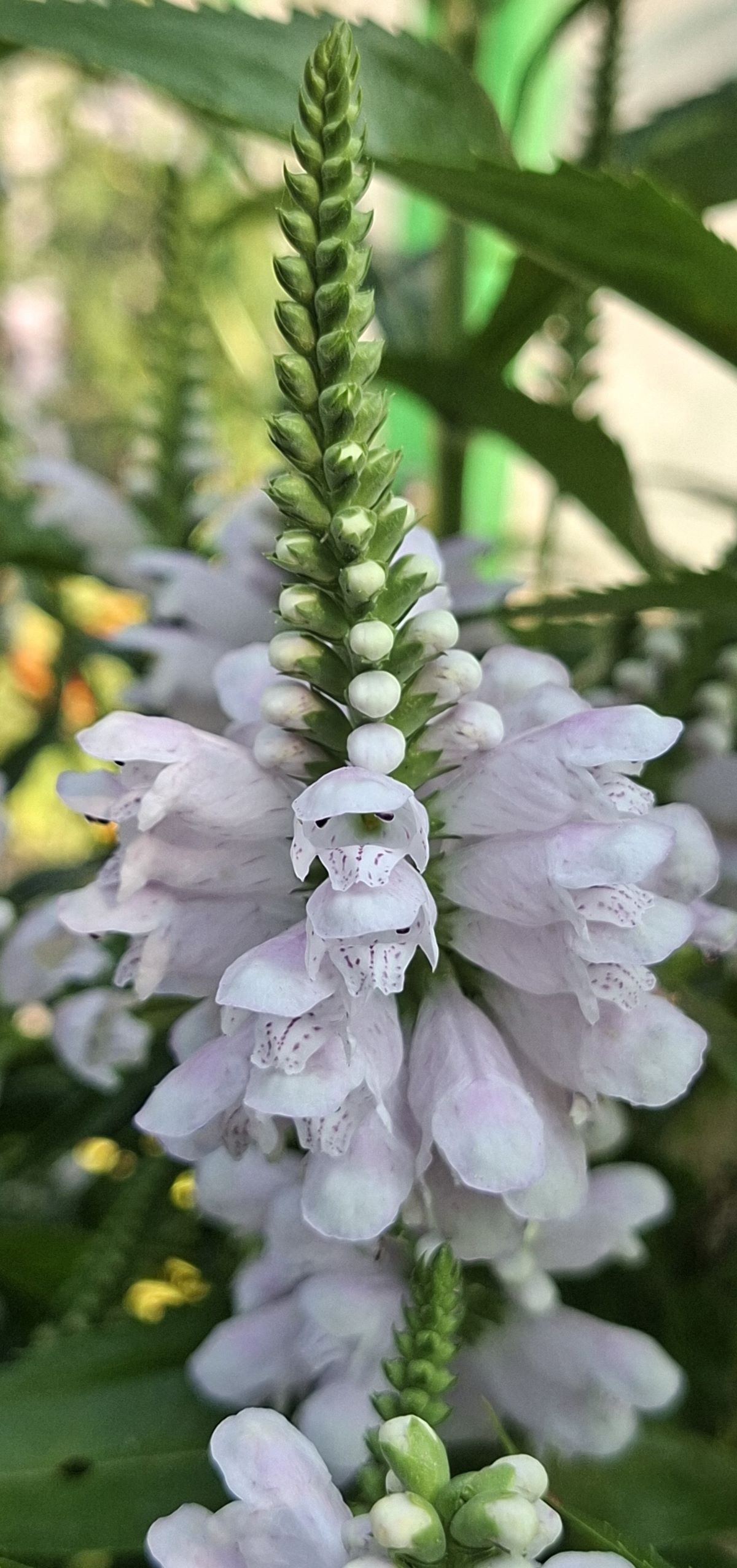 Physostegia virginiana Rose (1) Spic floral cu flori deschise roz pal şi boboci de Physostegia virginiana Rose