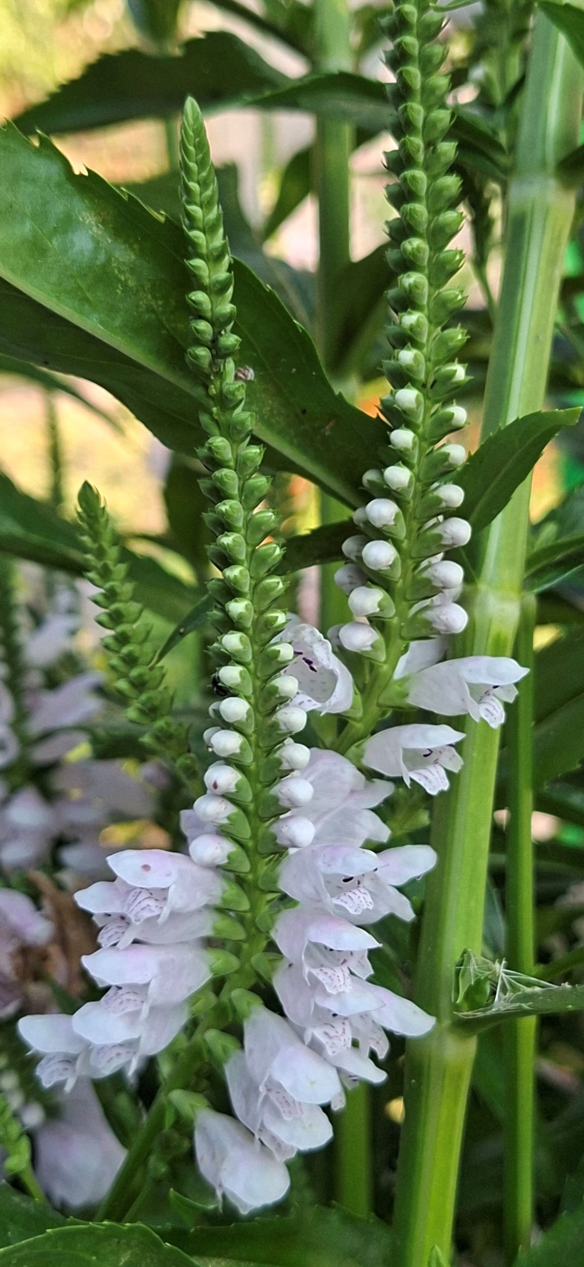 Physostegia virginiana Rose (10) Inflorescențele de Physostegia virginiana Rose în perioada de înflorire