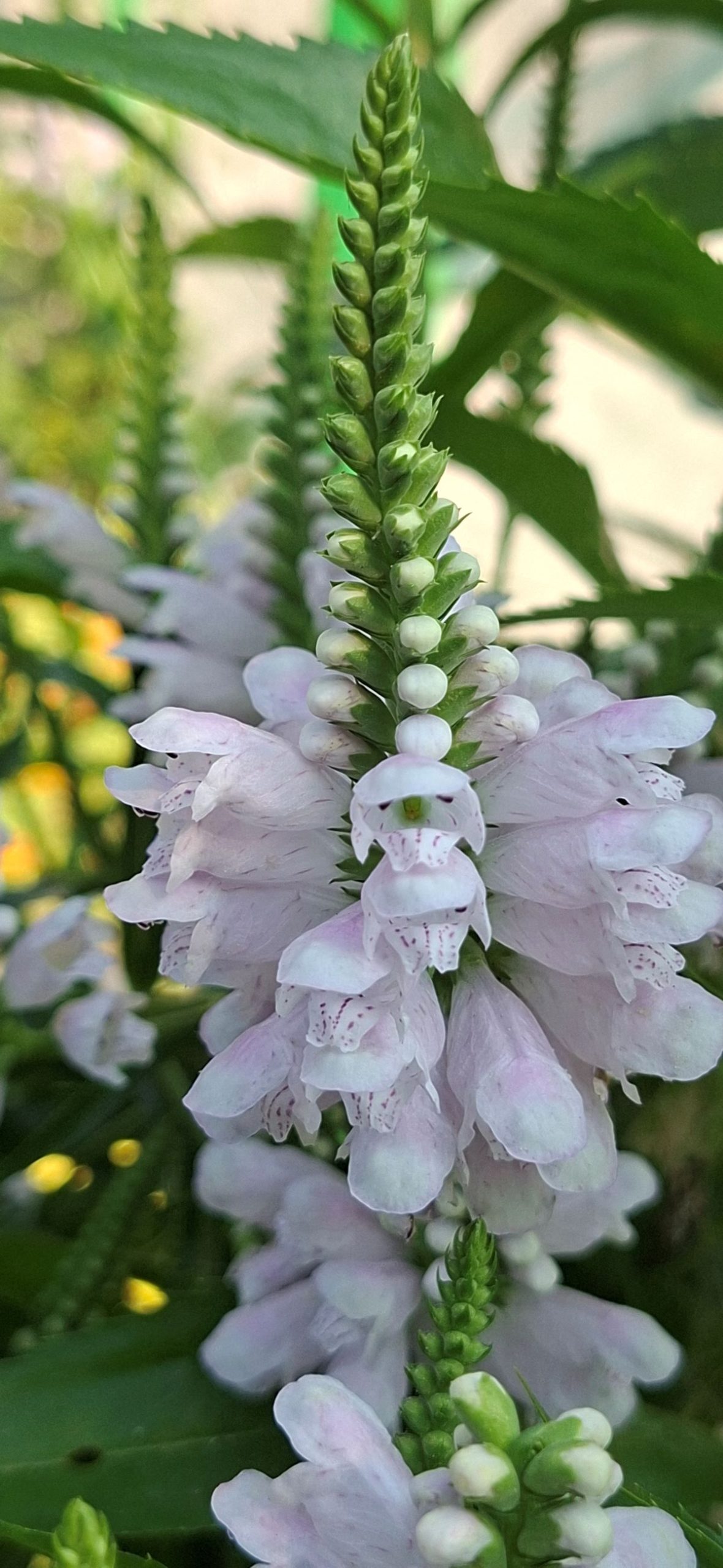 Physostegia virginiana Rose (12) Inflorescenţe delicate, de culoare roz, de Physostegia virginiana Rose