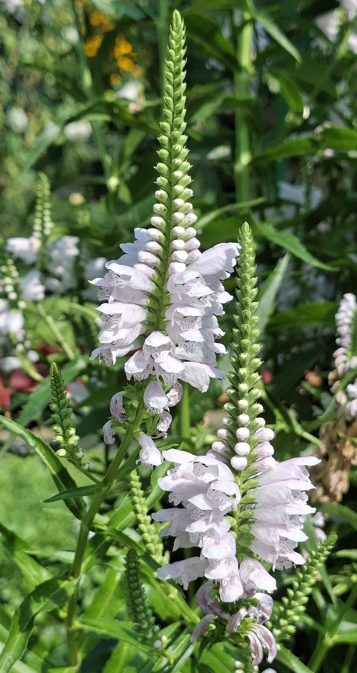 Physostegia virginiana Rose (13) Physostegia virginiana Rose cu flori și boboci pe aceeași inflorescență