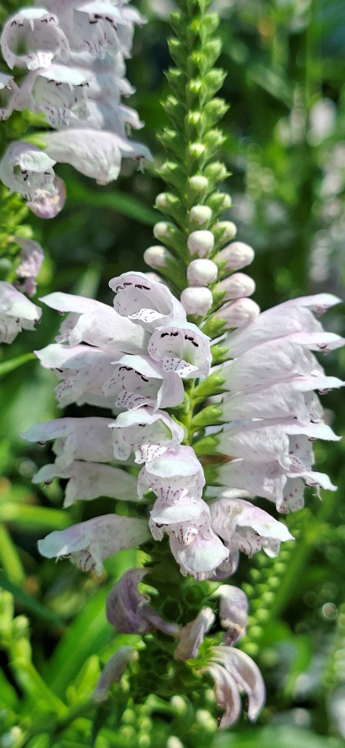 Physostegia virginiana Rose (14) Inflorescențele de Physostegia virginiana Rose în perioada de înflorire