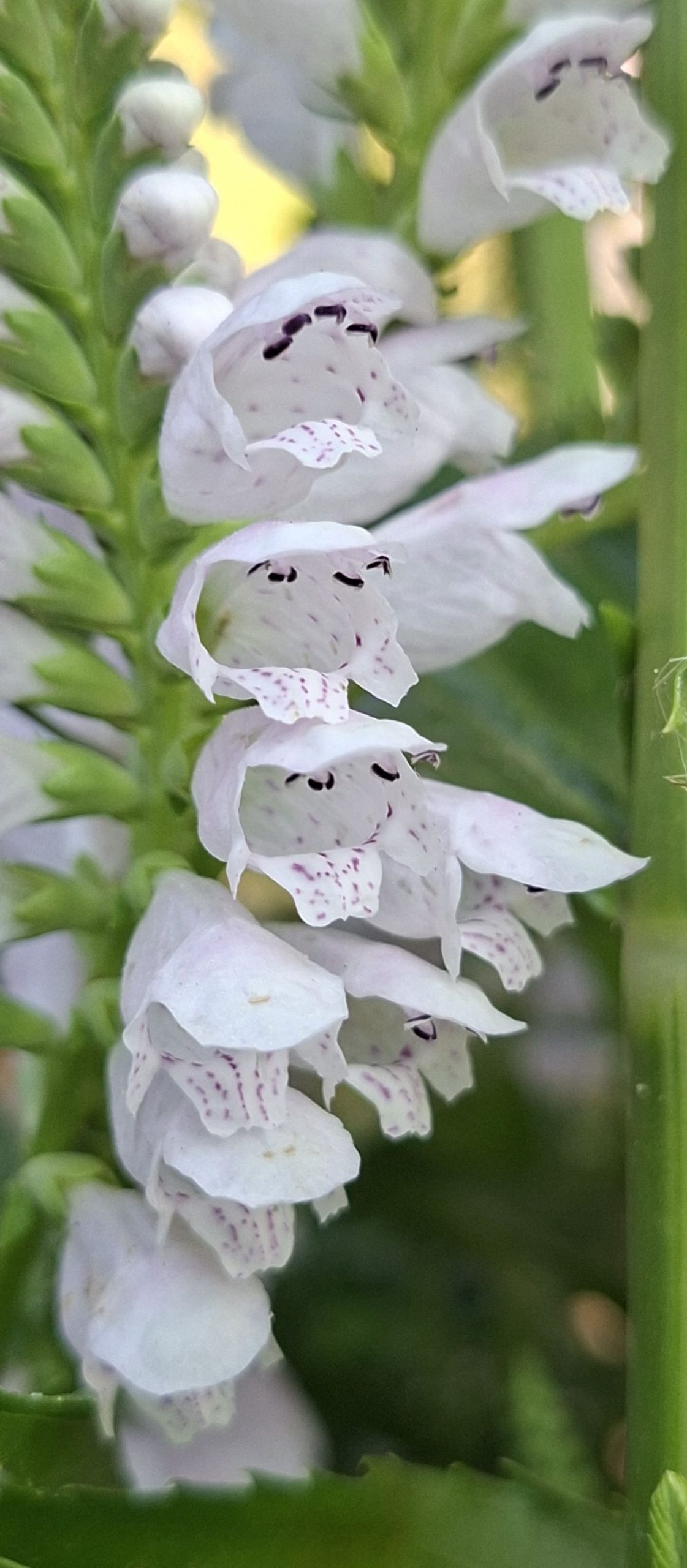 Physostegia virginiana Rose (2) Detaliu al florilor roz pal de Physostegia virginiana Rose