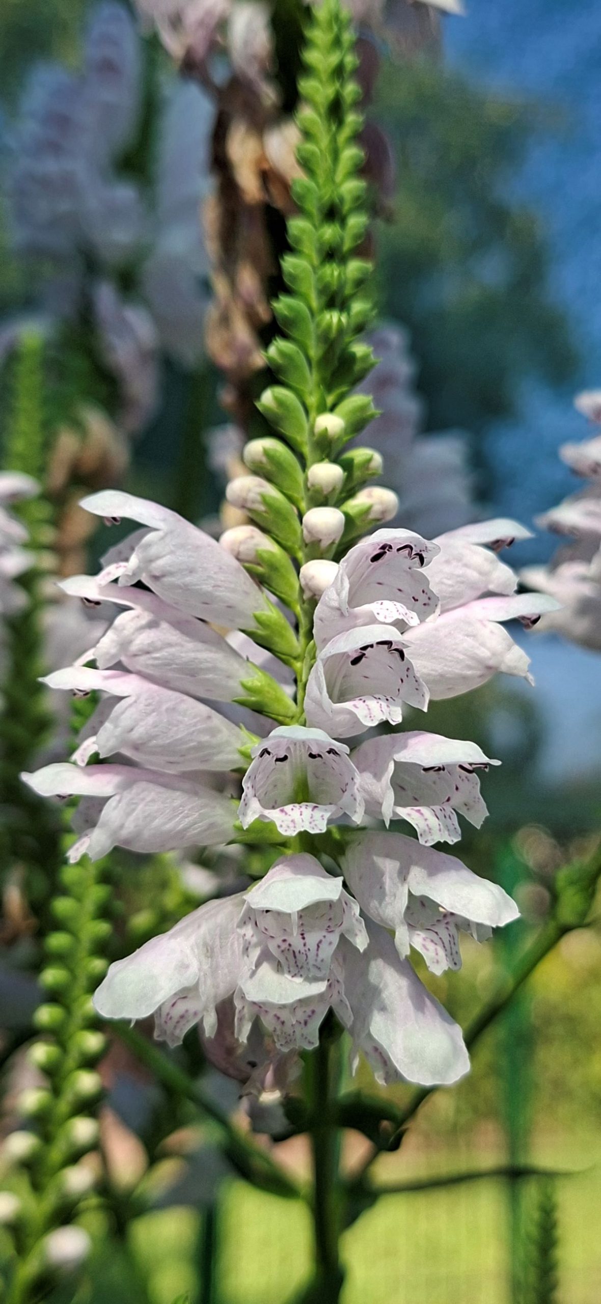 Physostegia virginiana Rose (4) Physostegia virginiana Rose înflorită, cu flori roz pal