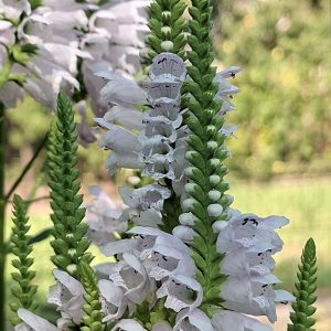Flori roz pal de Physostegia virginiana Rose