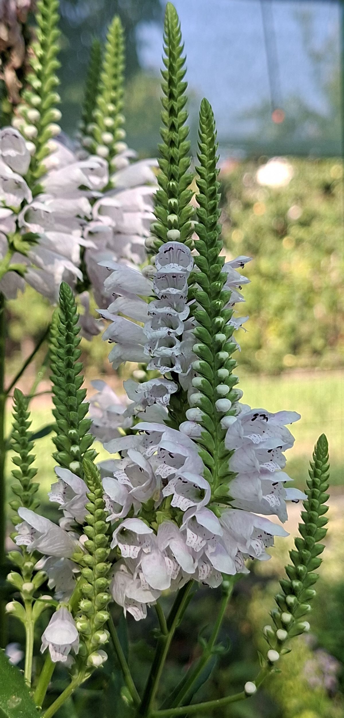 Physostegia virginiana Rose (5) Flori roz pal de Physostegia virginiana Rose