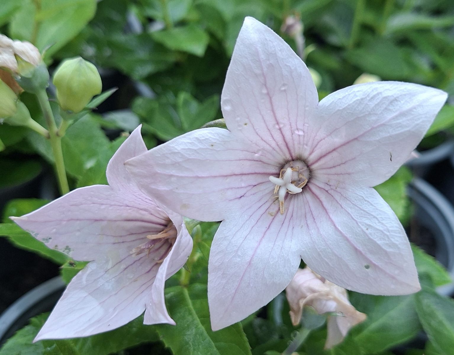 Platycodon grandiflorus Pop Star Pink (10) Flori roz delicat de Platycodon grandiflorus Pop Star Pink