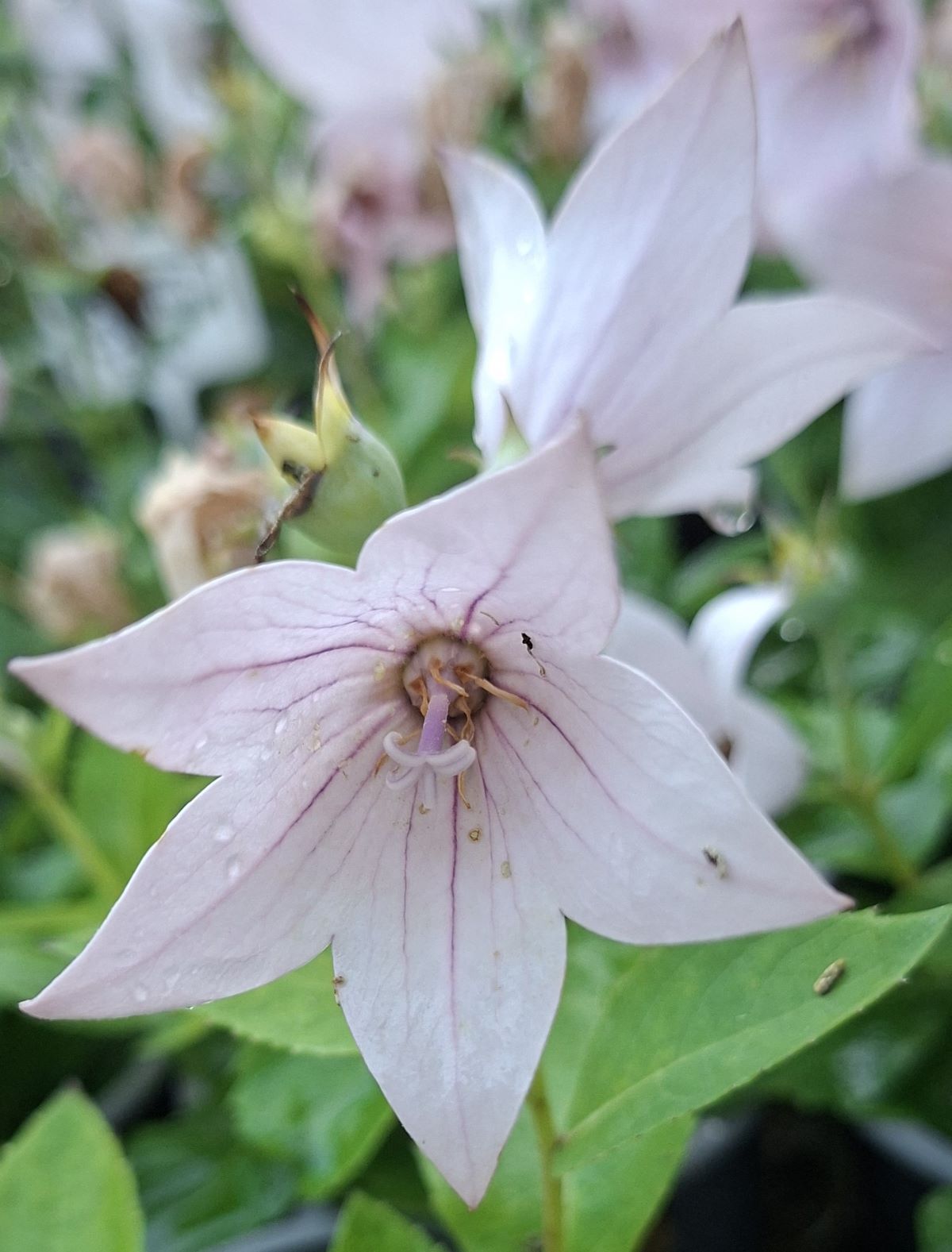 Platycodon grandiflorus Pop Star Pink (12) Platycodon grandiflorus Pop Star Pink – flori în formă de stea