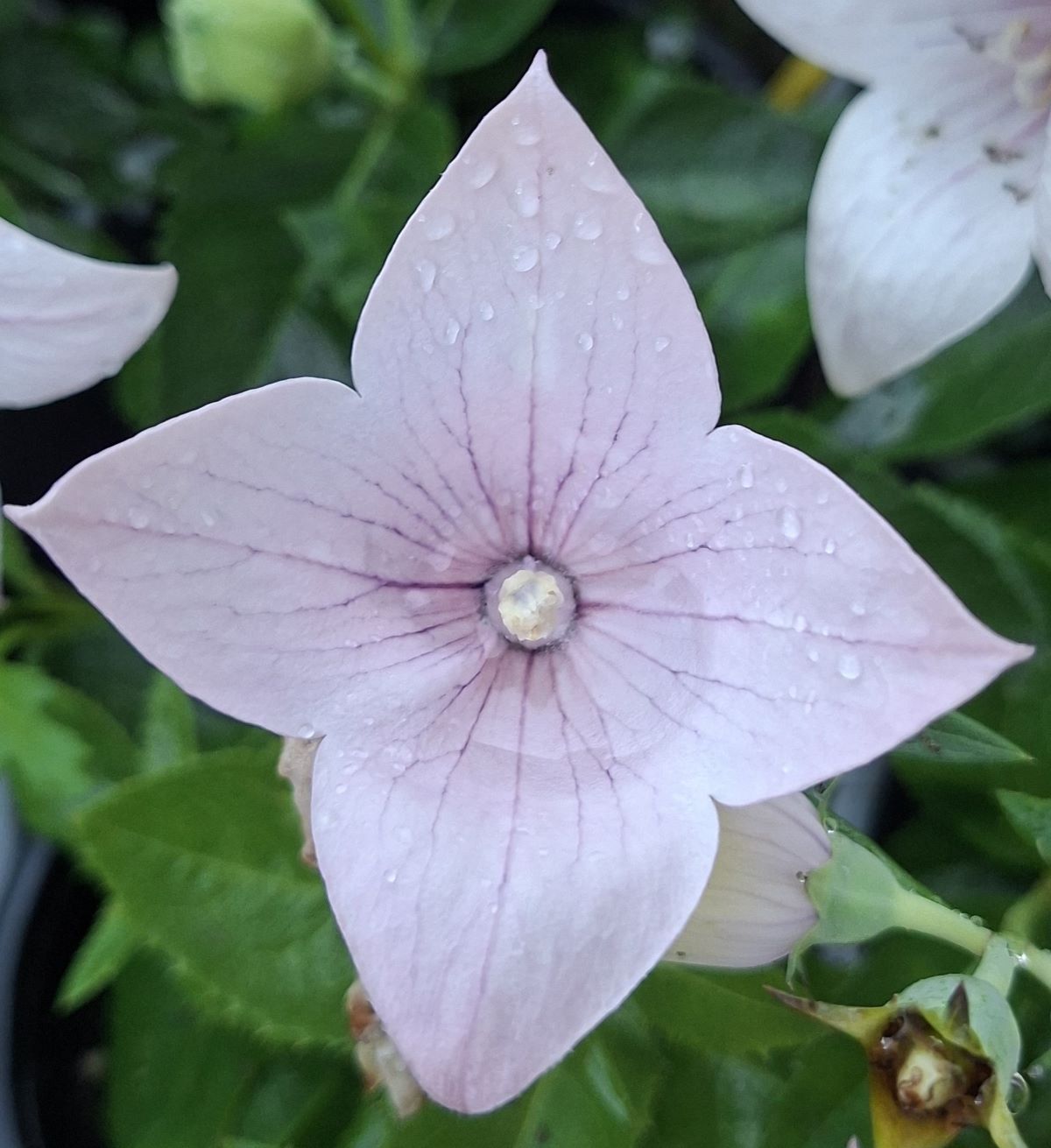 Platycodon grandiflorus Pop Star Pink (13) Floare deschisă, cu 4 petale, roz elegant, de Platycodon grandiflorus Pop Star Pink