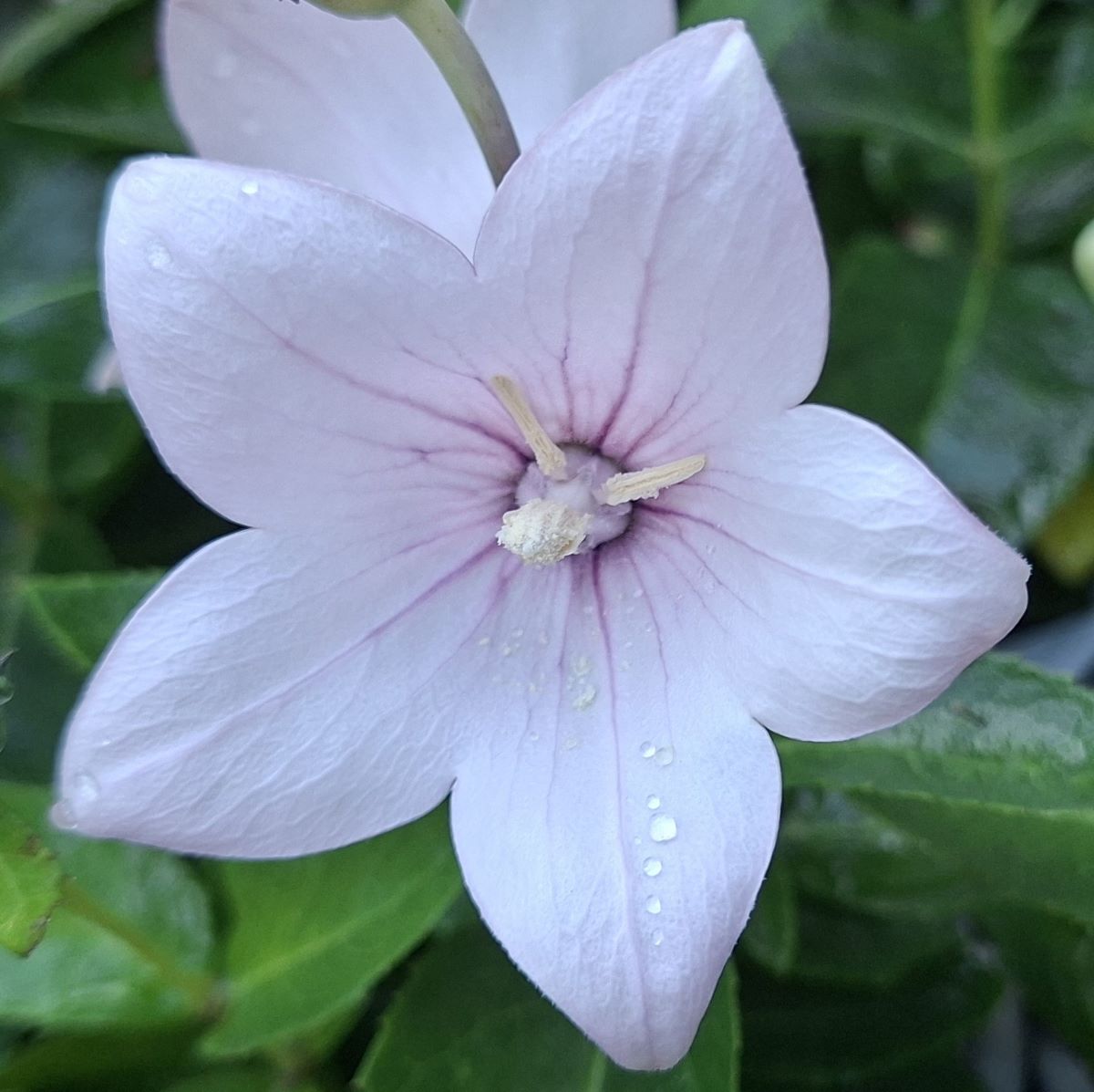 Platycodon grandiflorus Pop Star Pink (14) Floare deschisă, de culoare roz pal, de Platyocodon grandiflorus Pop Star Pink