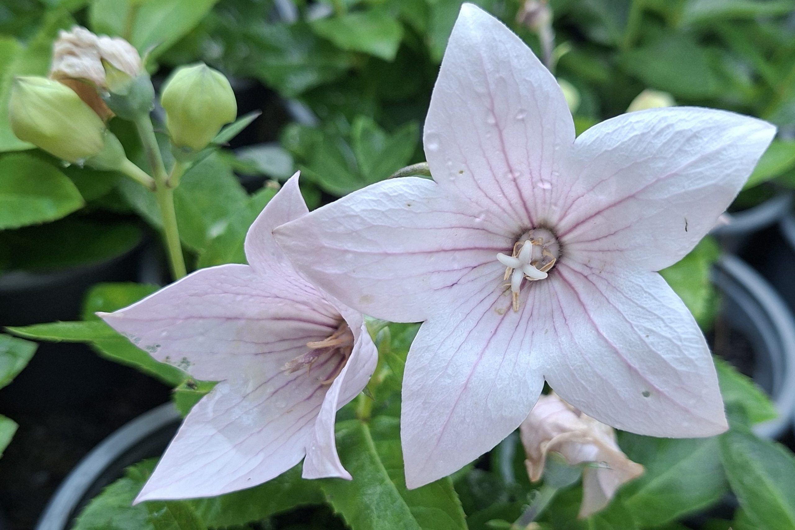 Platycodon grandiflorus Pop Star Pink (2) Flori cu 5 petale roz elegant de Platycodon grandiflorus Pop Star Pink