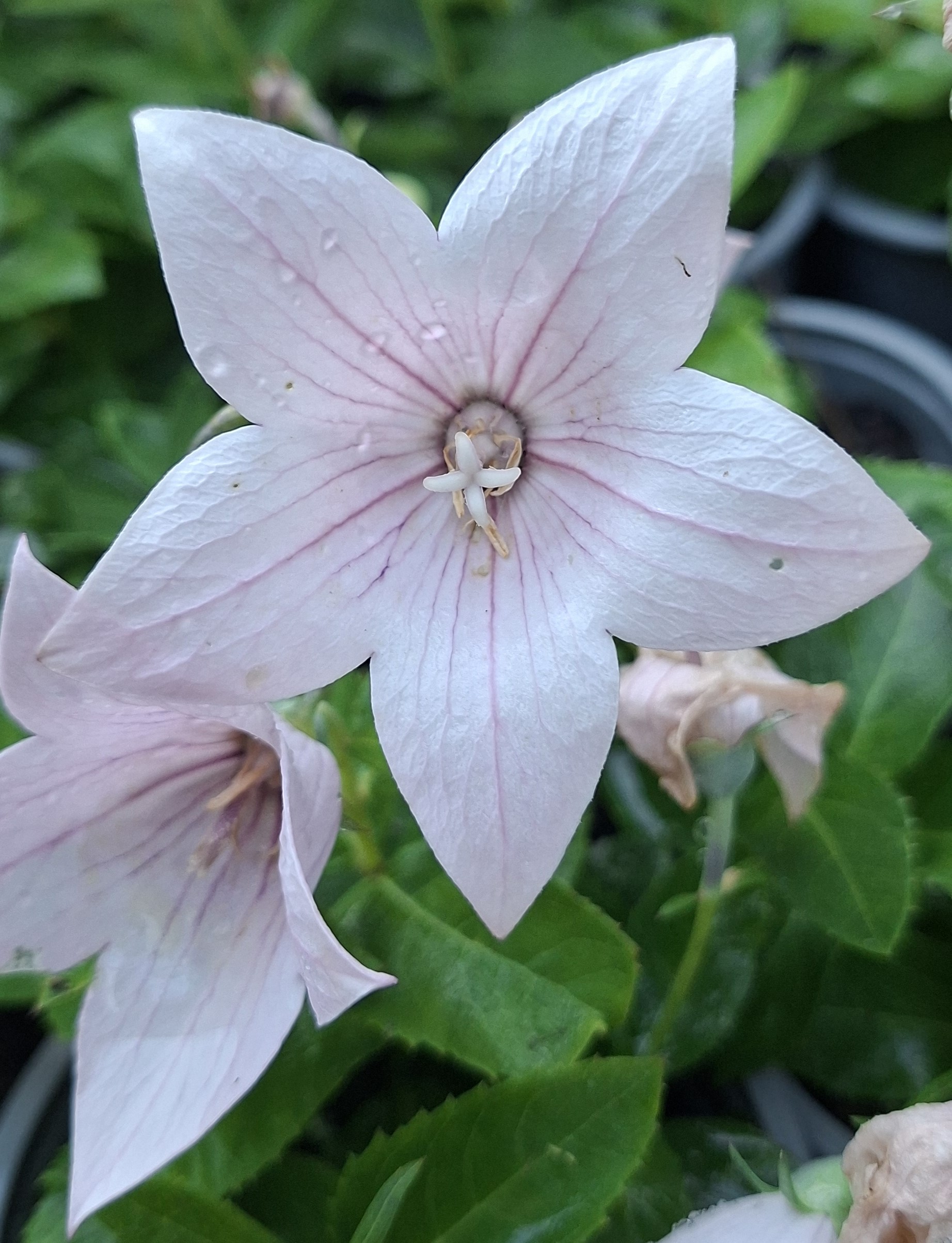 Platycodon grandiflorus Pop Star Pink (4) Platycodon grandiflorus Pop Star Pink – detaliu al florilor