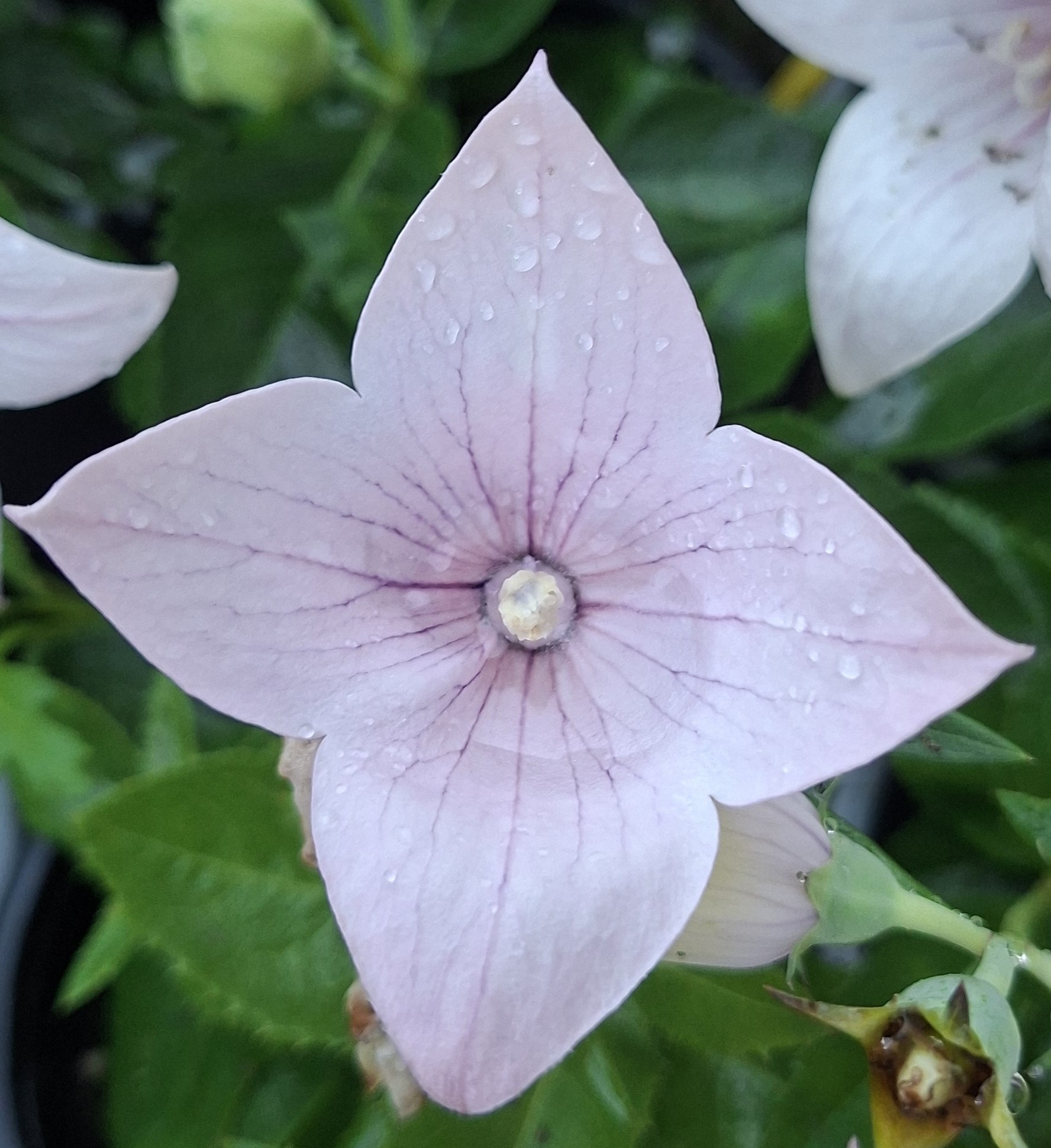 Platycodon grandiflorus Pop Star Pink (6) Platycodon grandiflorus Pop Star Pink - detaliu floar cu 4 petale