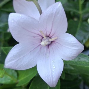 Platycodon grandiflorus Pop Star Pink - floare roz elegant