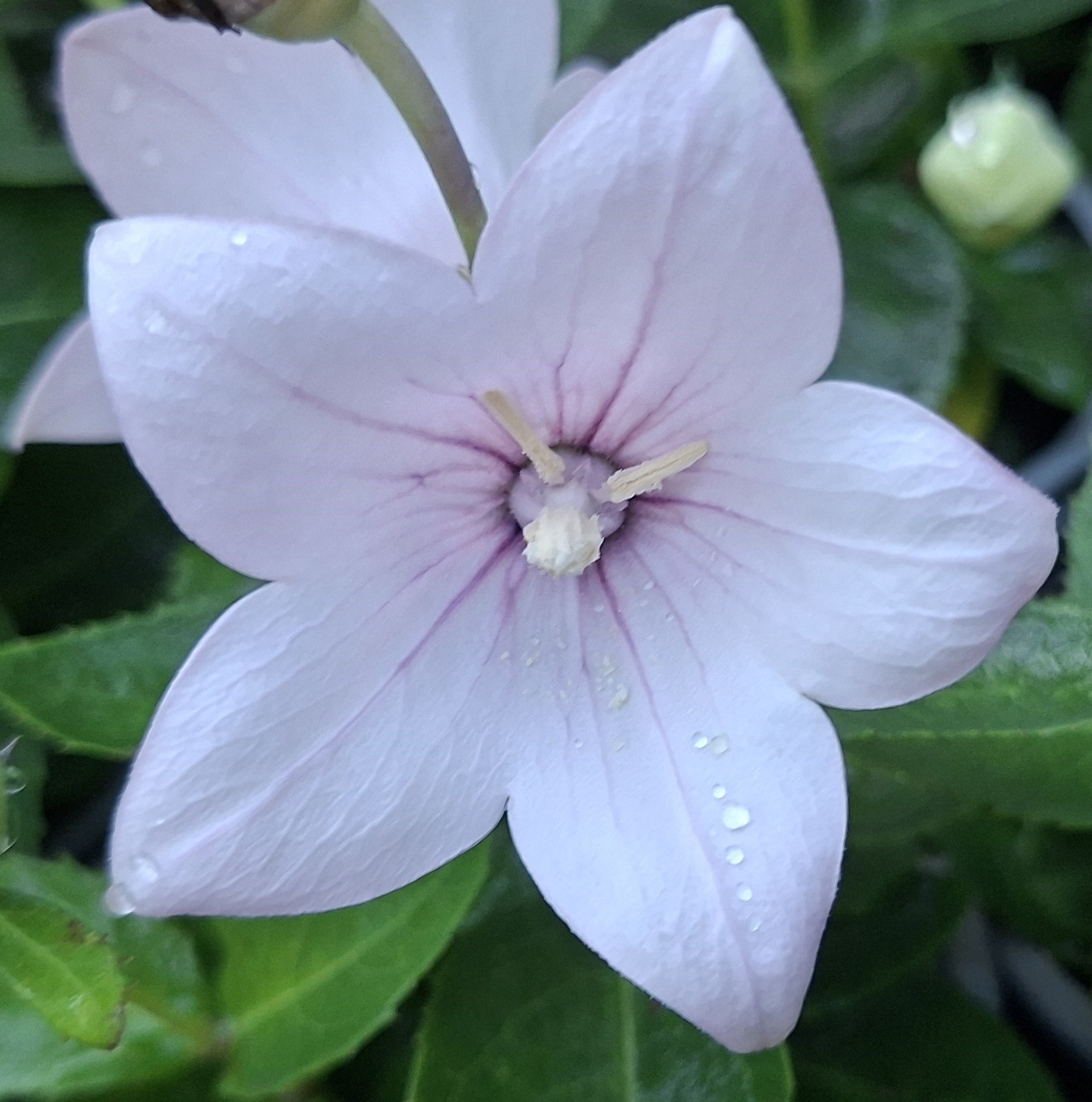Platycodon grandiflorus Pop Star Pink (8) Detaliu floare roz, cu 5 petale, de Platycodon grandiflorus Pop Star Pink
