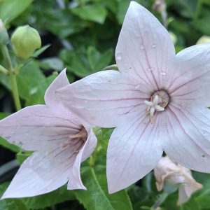Flori spectaculoase de Platycodon grandiflorus Pop Star Pink