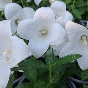 Platycodon grandiflorus Pop Star White în plină înflorire