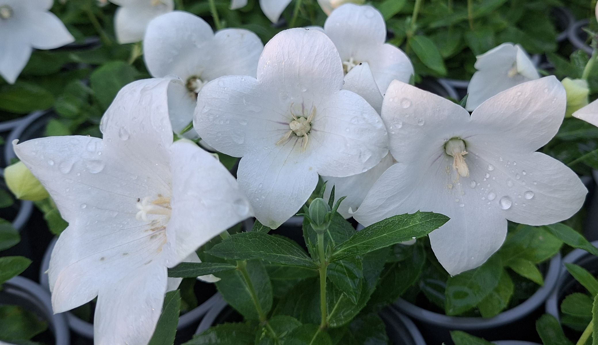 Platycodon grandiflorus Pop Star White (1) Platycodon grandiflorus Pop Star White în plină înflorire