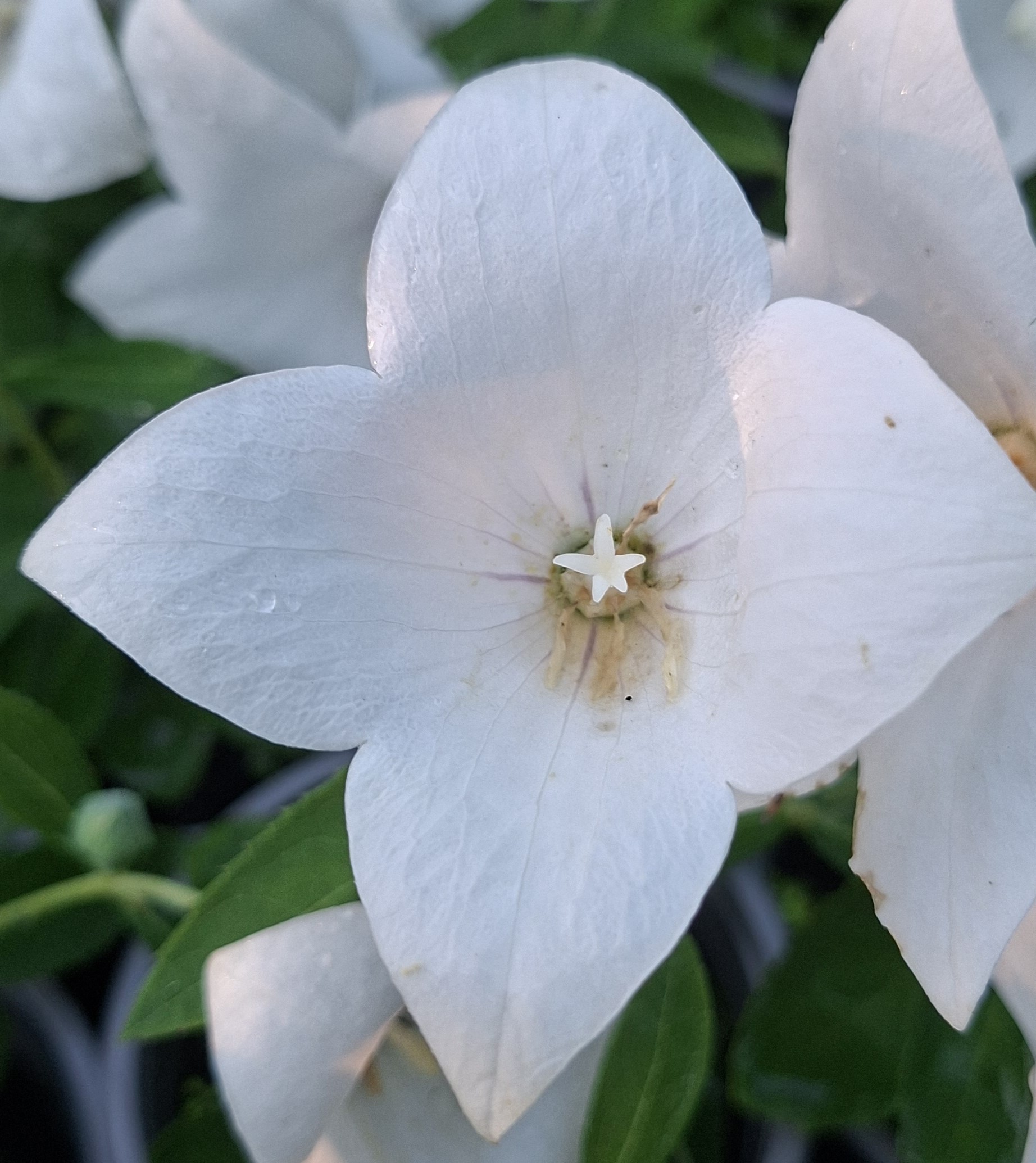 Platycodon grandiflorus Pop Star White (2) Platycodon grandiflorus Pop Star White în plină înflorire
