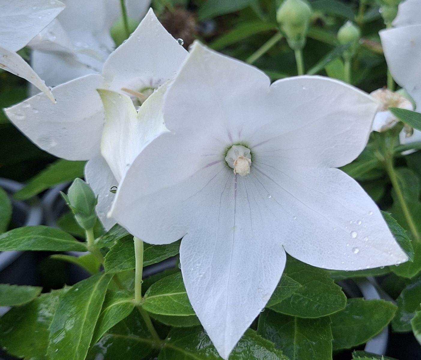 Platycodon grandiflorus Pop Star White (3) Flori albe în formă de stea la Platycodon grandiflorus Pop Star White