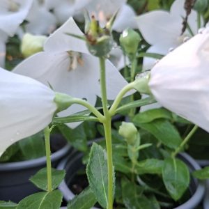 Înflorire abundentă de Platycodon grandiflorus Pop Star White